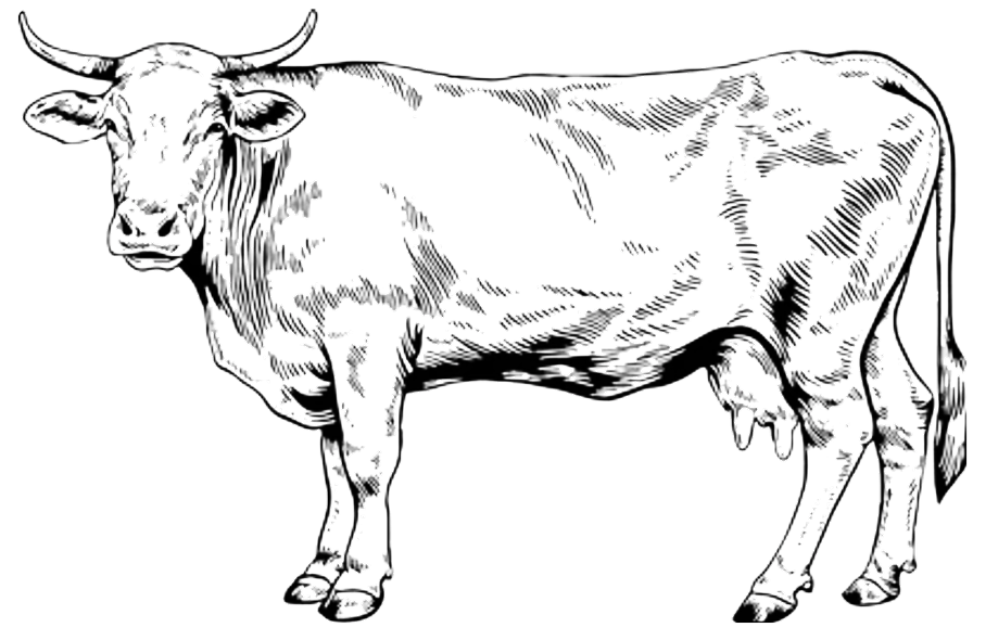 déco vache